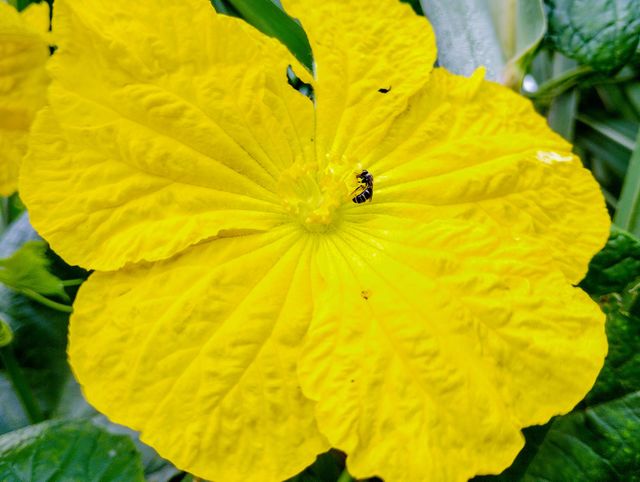 a small bee sit on the flower head