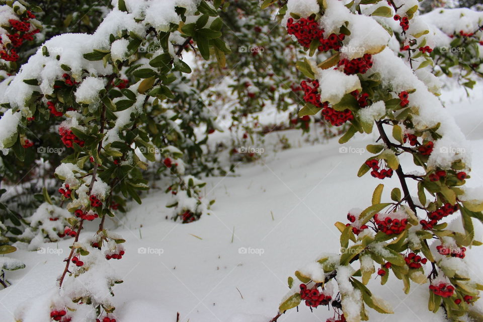 brench, berries and snow