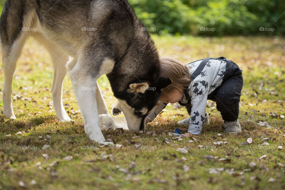 child playing with his dog