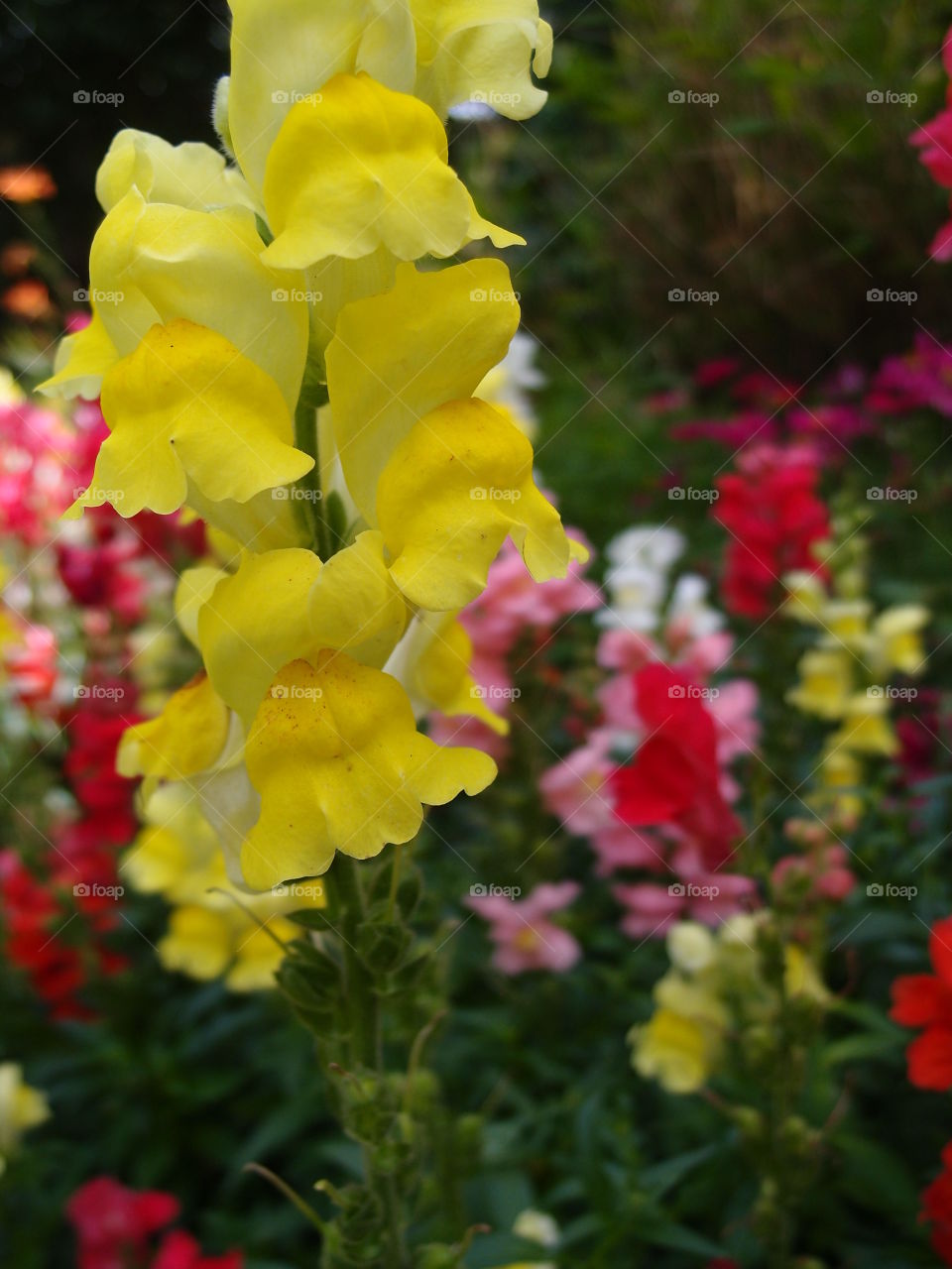 Beautiful and bright snapdragons of brilliant colors of yellow, pink, red, purple, and white, in a lovely garden on a summer day. 