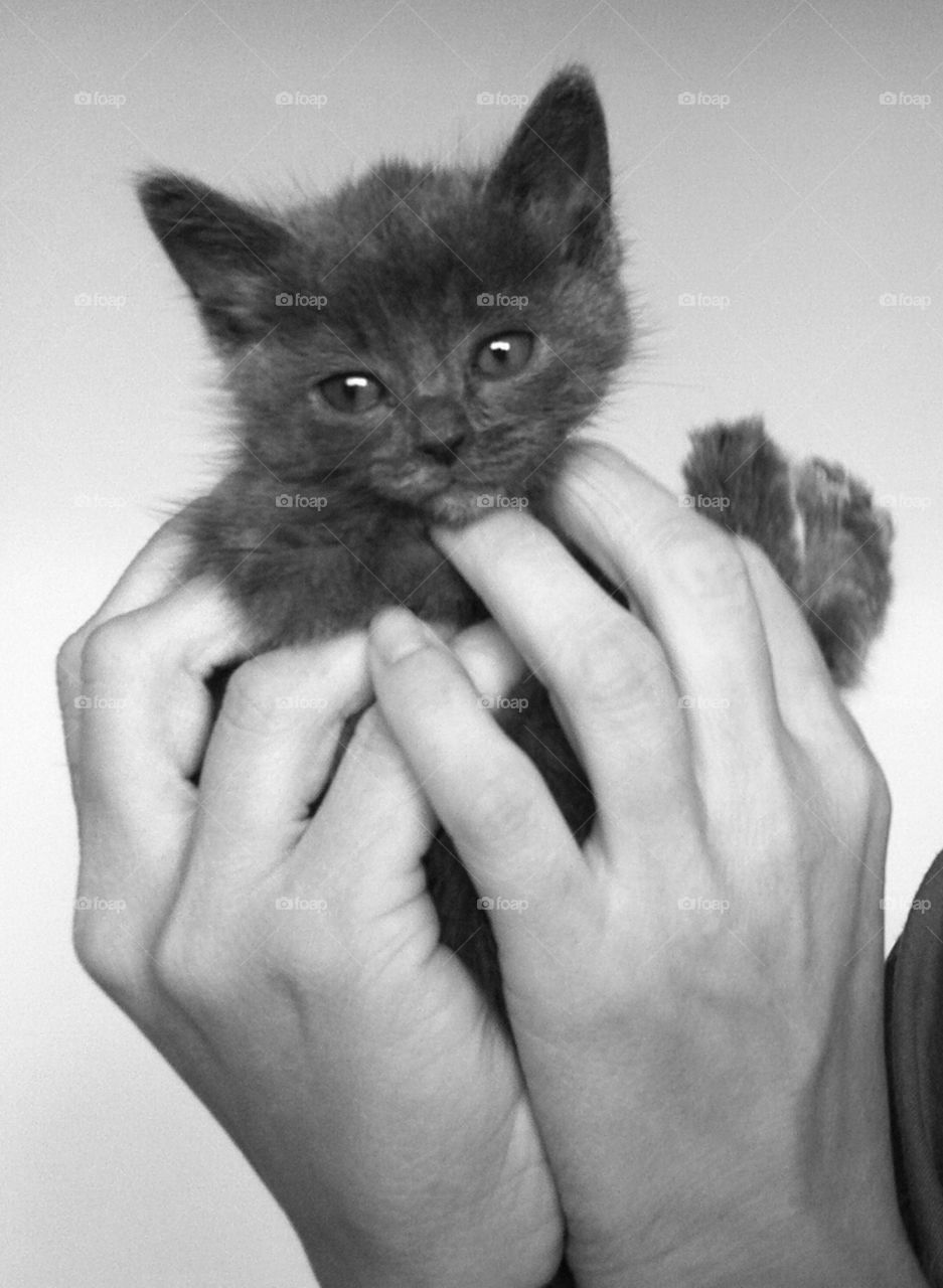 little Kitty. my pretty kitty in my hands