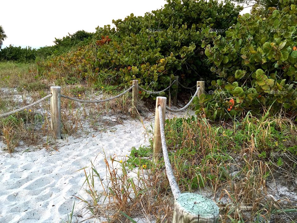 A sandy trail through Florida countryside.