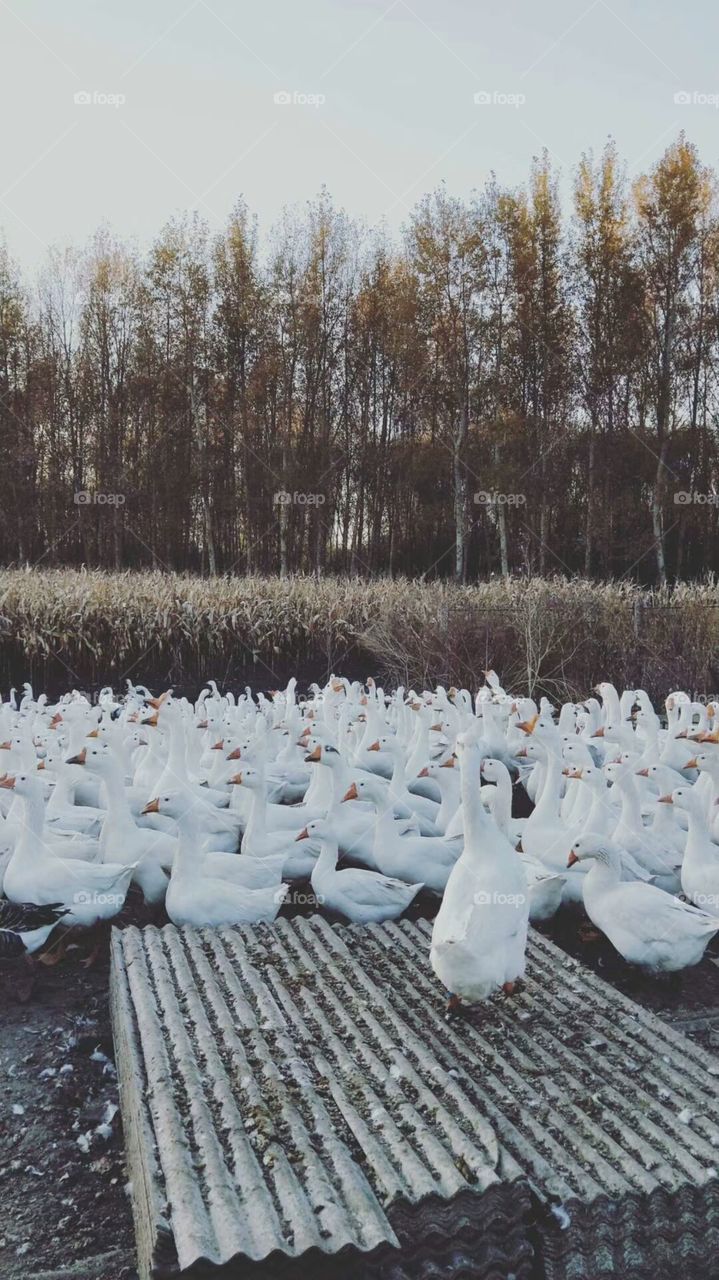 White ducks