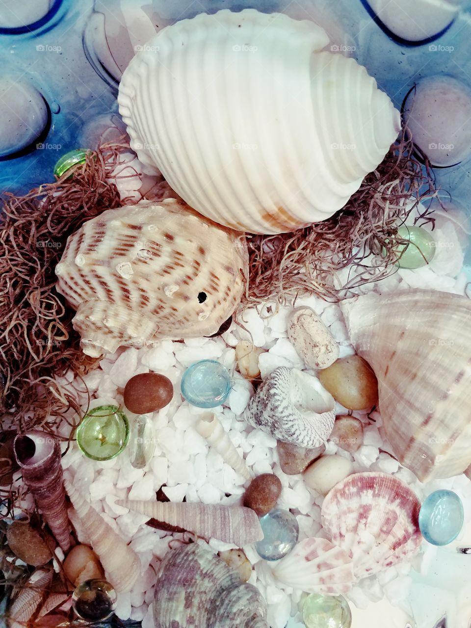 Shells & Rocks