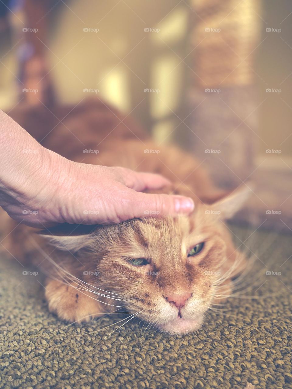 Orange Maine coon cat getting a massage 
