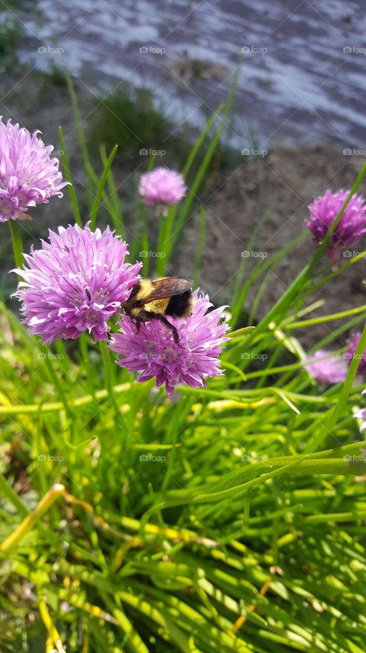 Bumble bee on dill