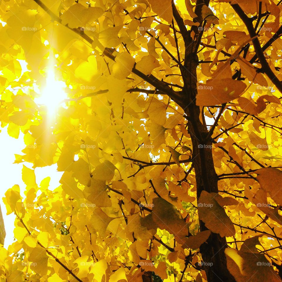 Autumn tree sunlight