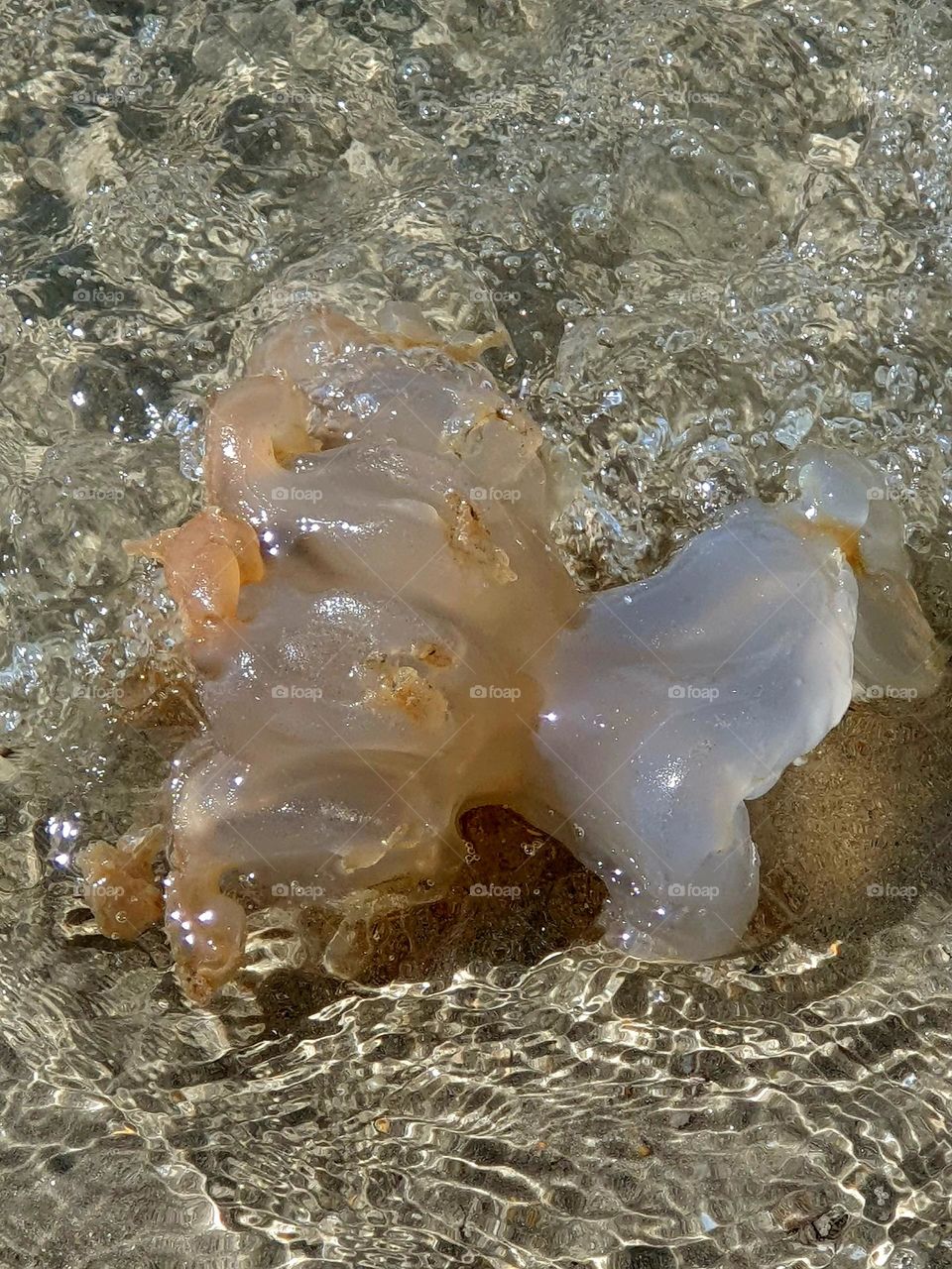 Jellyfish partly devoured