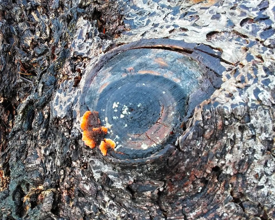 Fungi growing on old stump