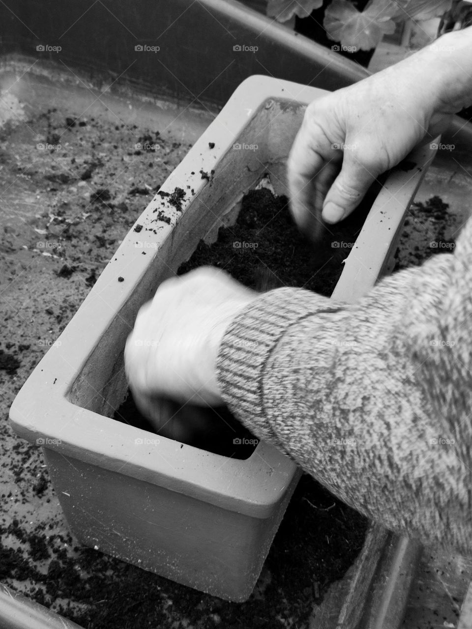 Transplanting flowers