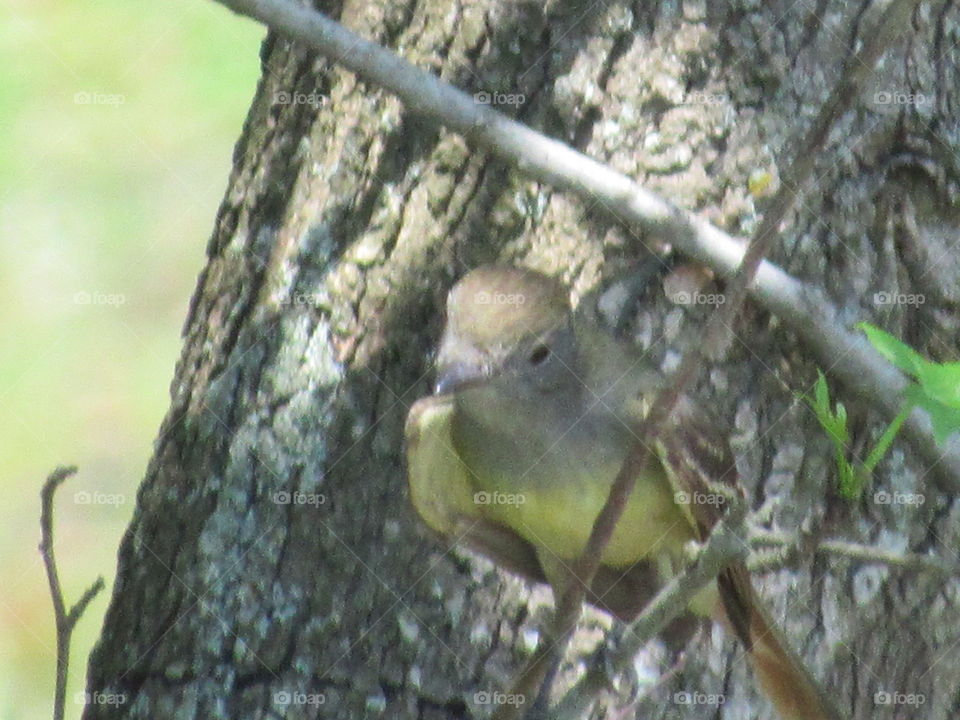 Nature, Wildlife, Bird, Tree, Little
