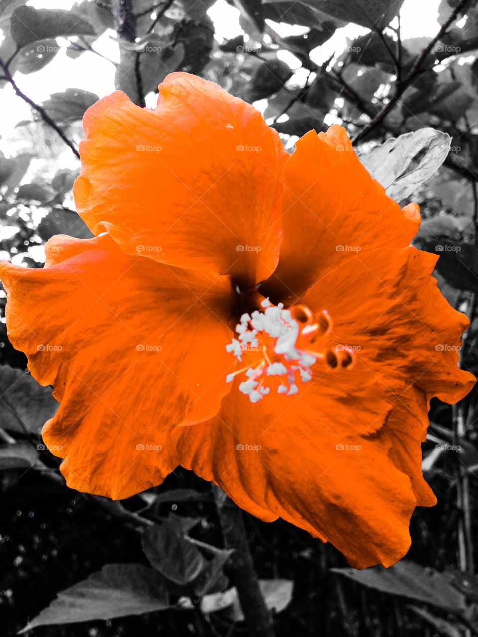 Hibiscus