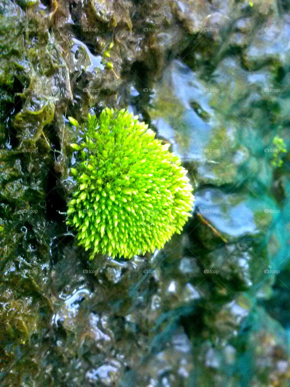 green life. mossy life on watery rocks