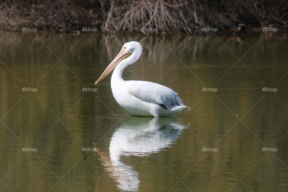 White Pelican Reflected in Lake