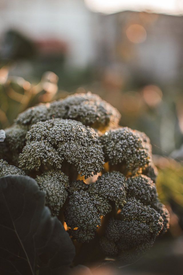 Broccoli