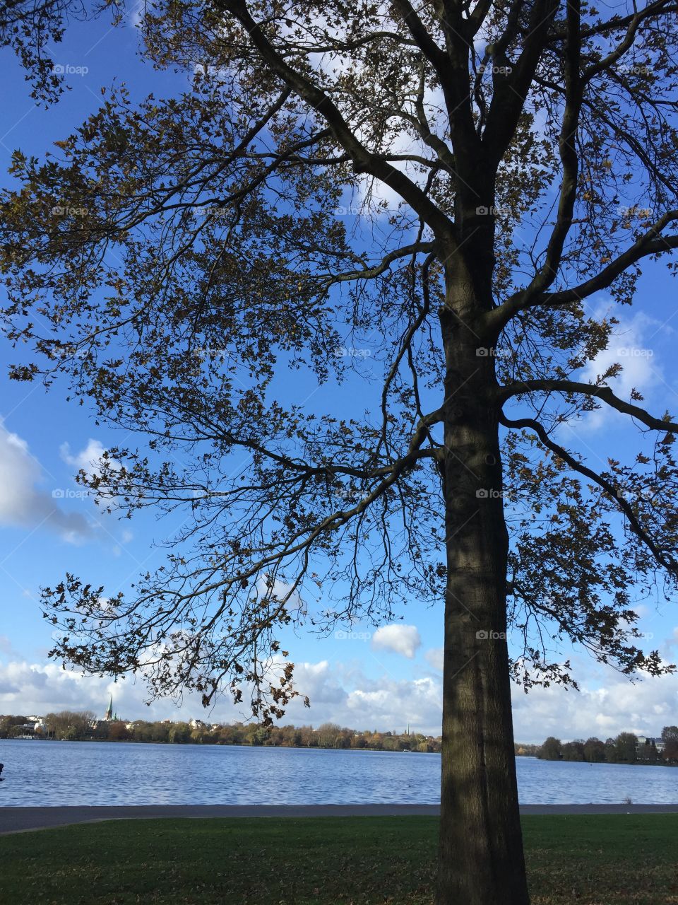 Tree at the Lake 