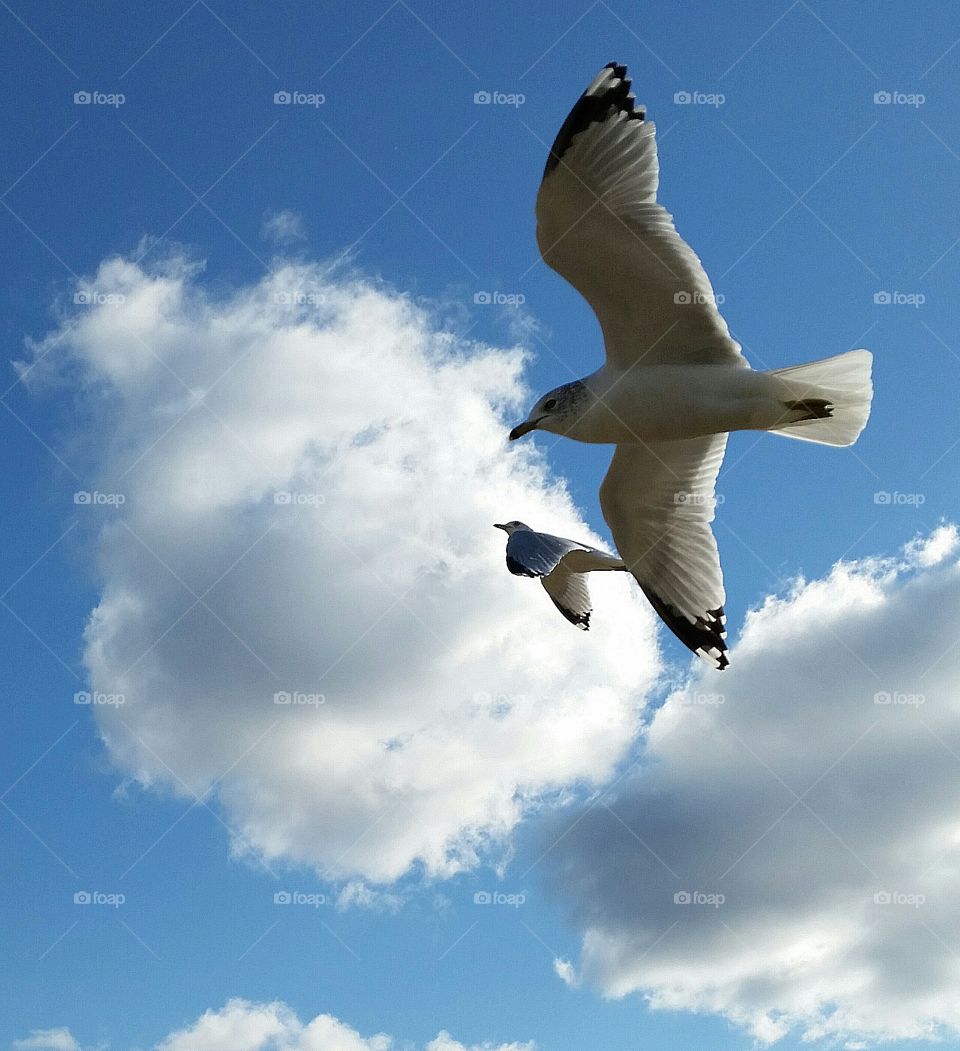 seagulls