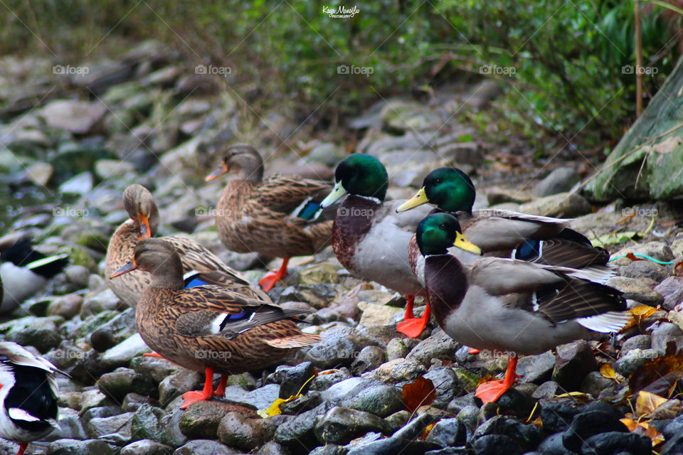 The Mallards