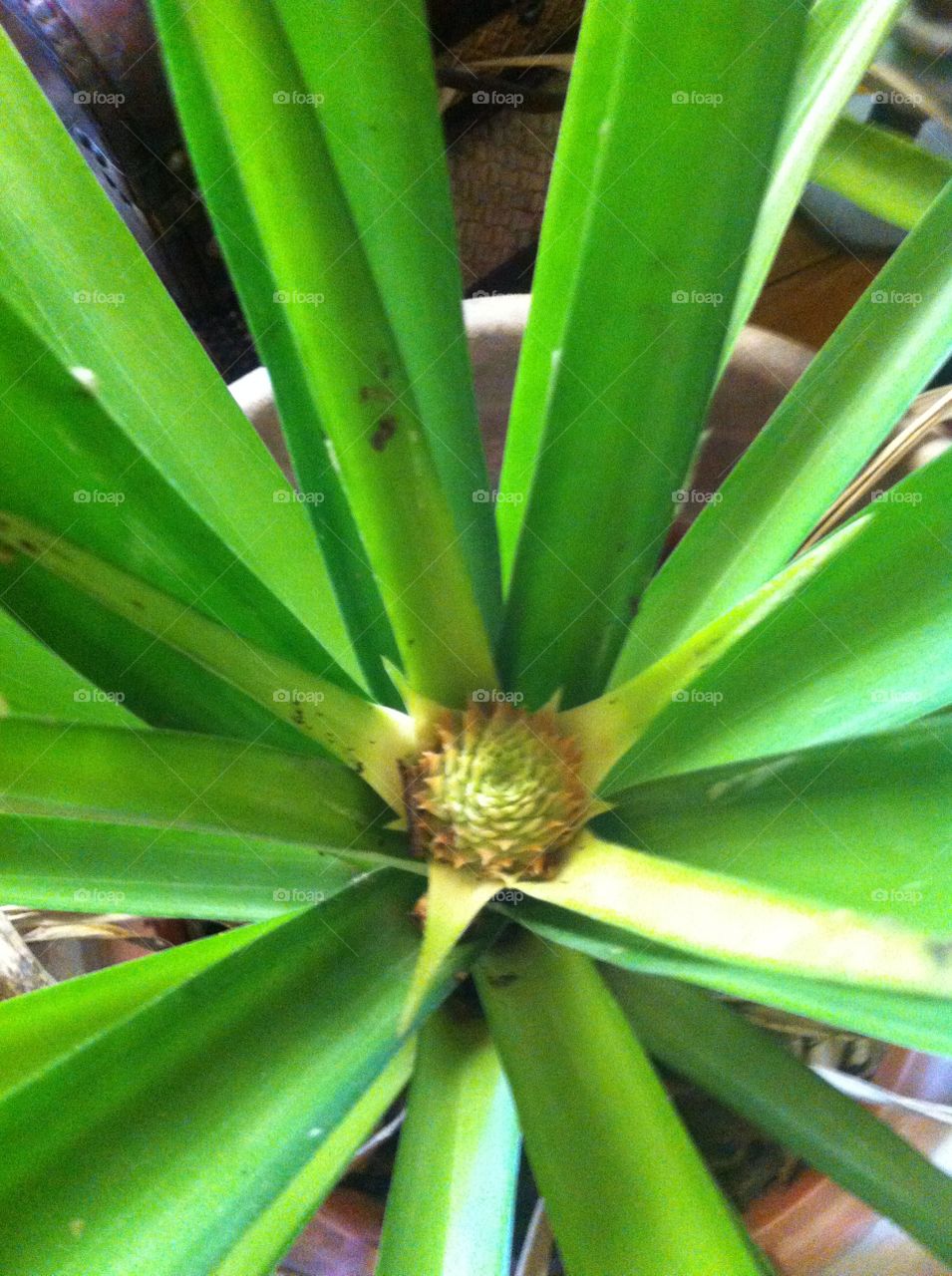 Pineapple - home grown