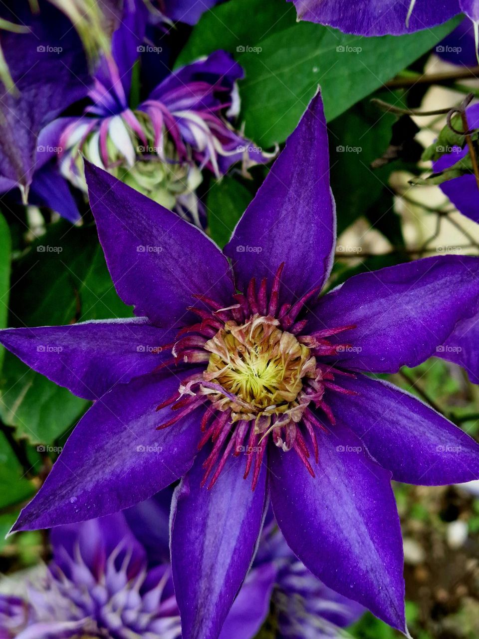 clematis flower