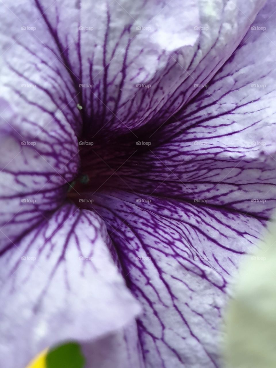 purple petunia with dark violet veins closeup