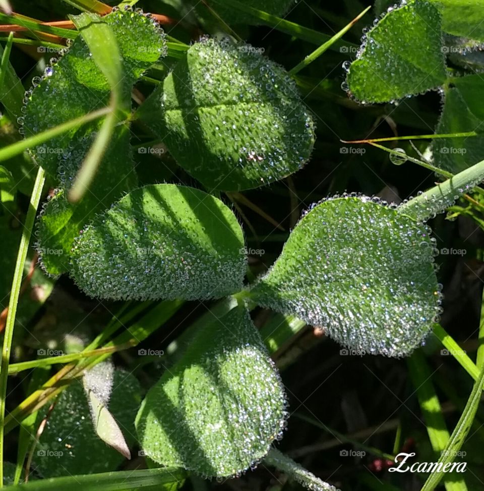 Clover dew