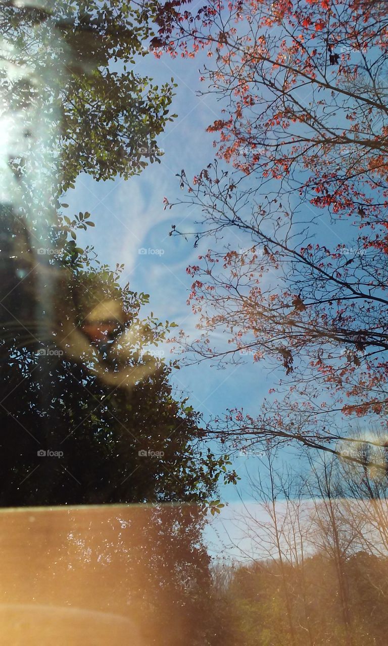Reflection of cat and tree on glass material