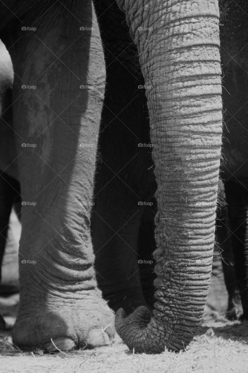 A black and white close up of an elephant trunk 