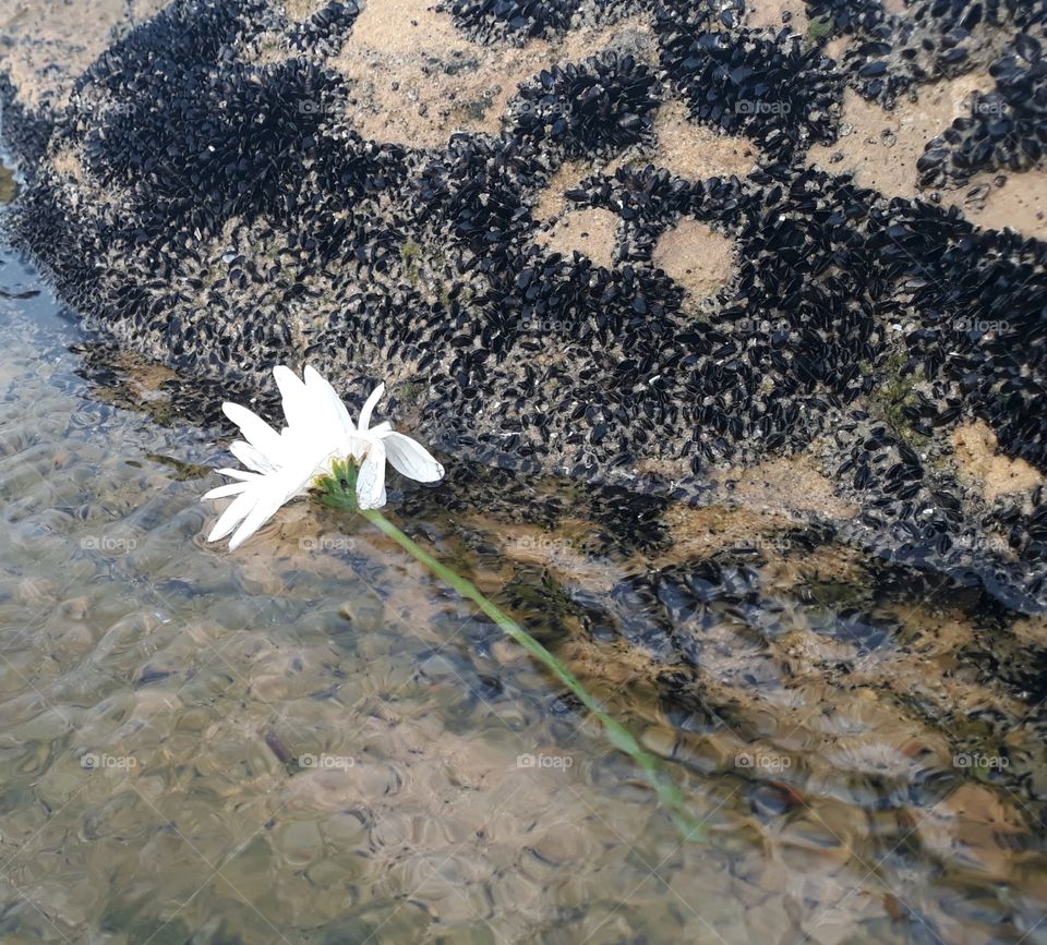 White flower in a beach
