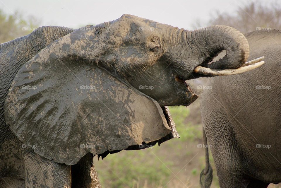 A close up shot of an elephant drinking water 