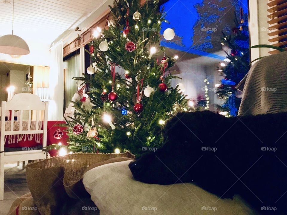 A poodle resting next to a christmas tree