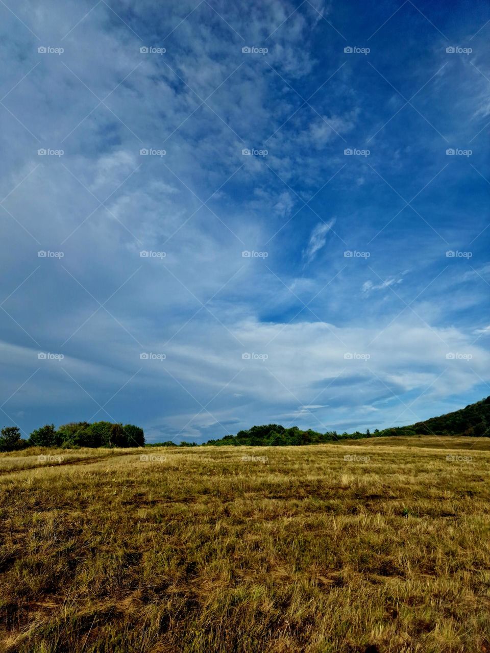 yellow field