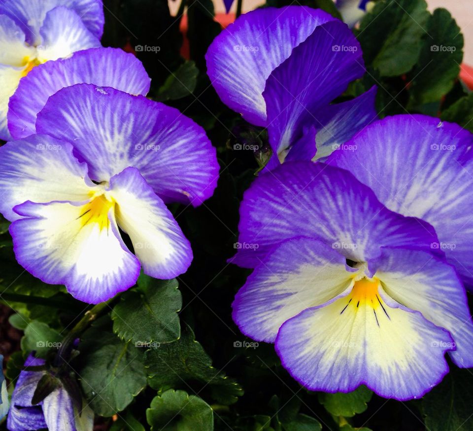 Pansies