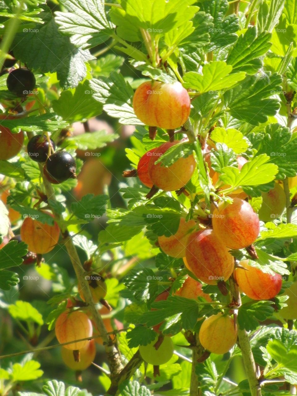 Gooseberries 