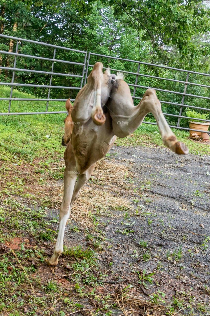 Rear view of deer jumping