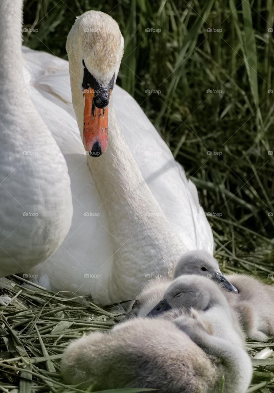 Adult swans look over their 3 cygnets 