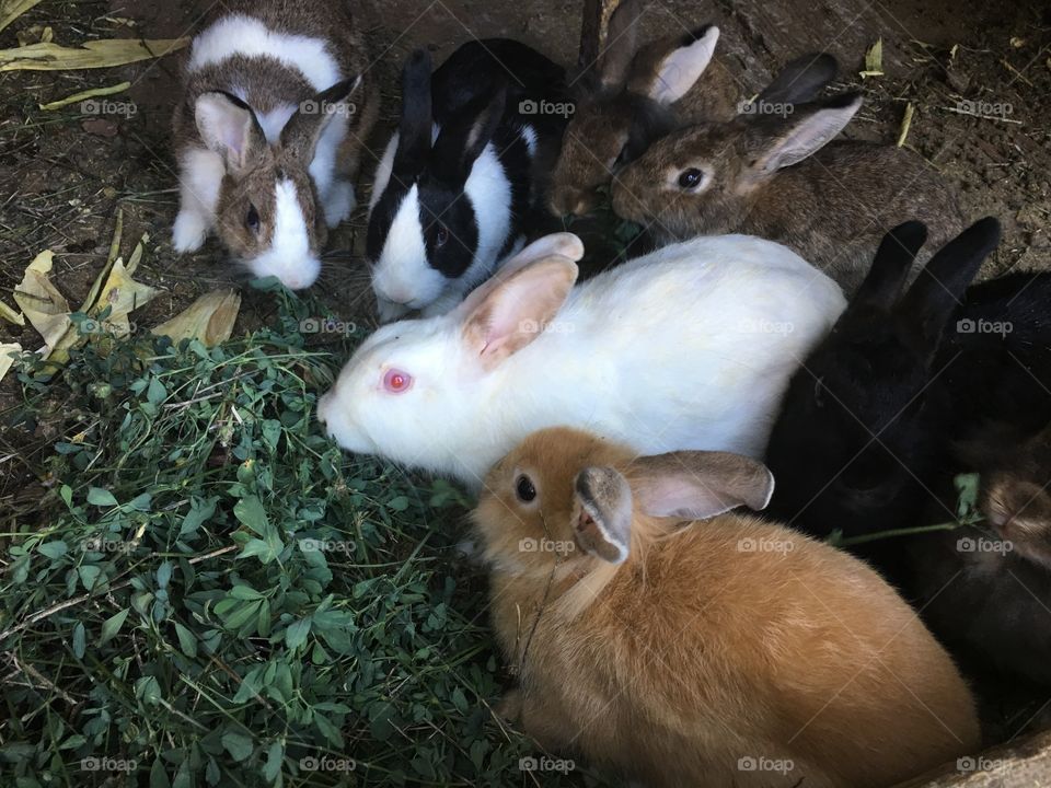 Cute bunnies having lunch