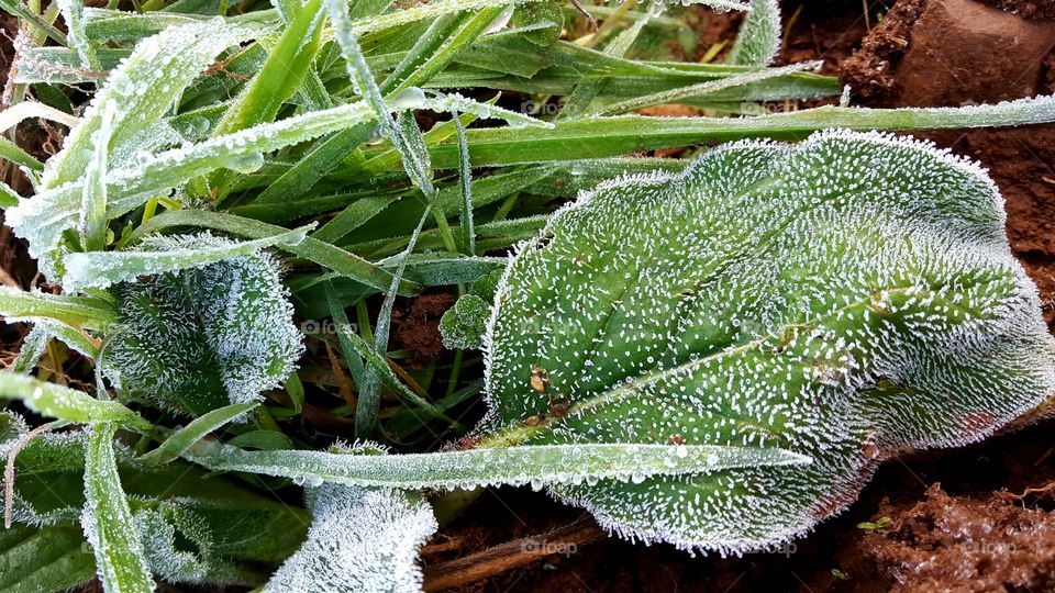 High angle view of frost leaf