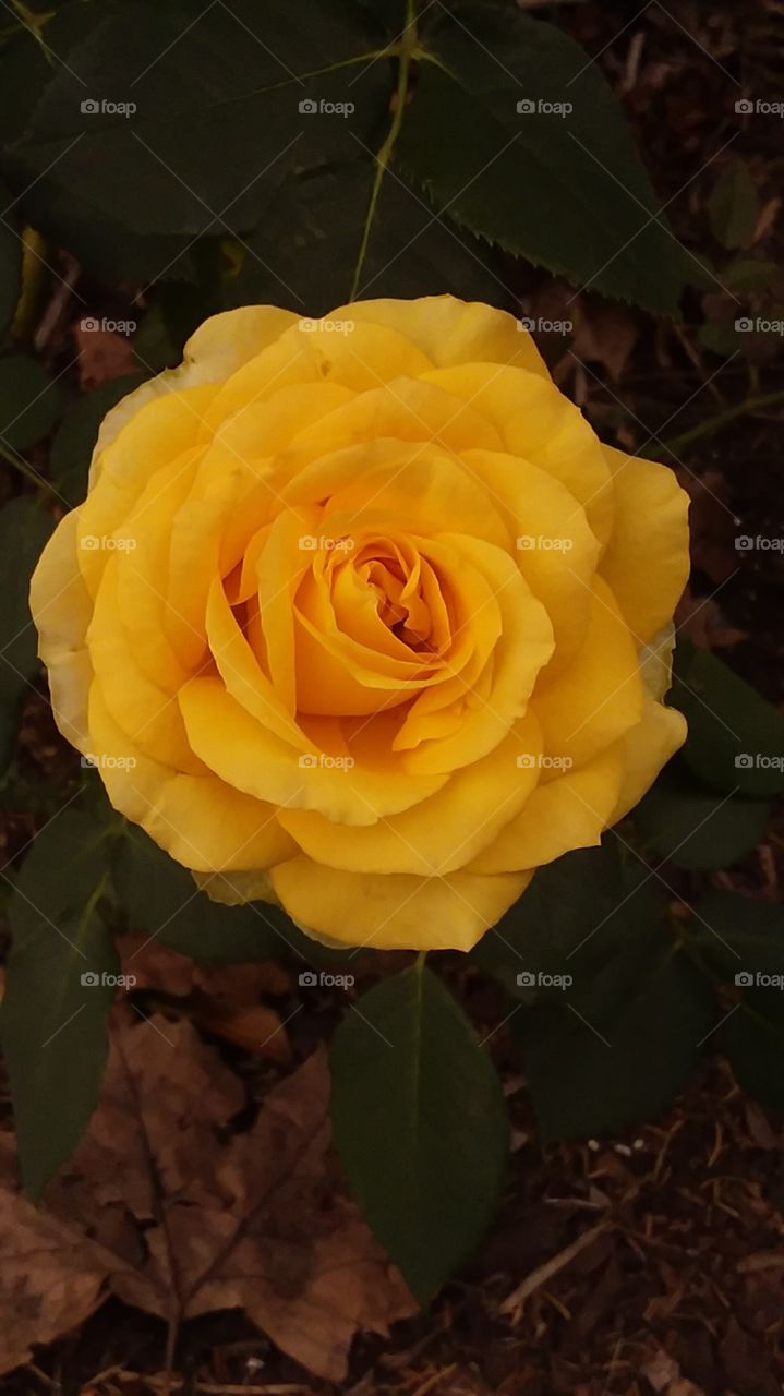 yellow rose