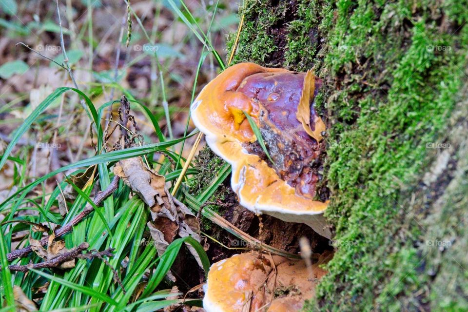 mushroom on a tree