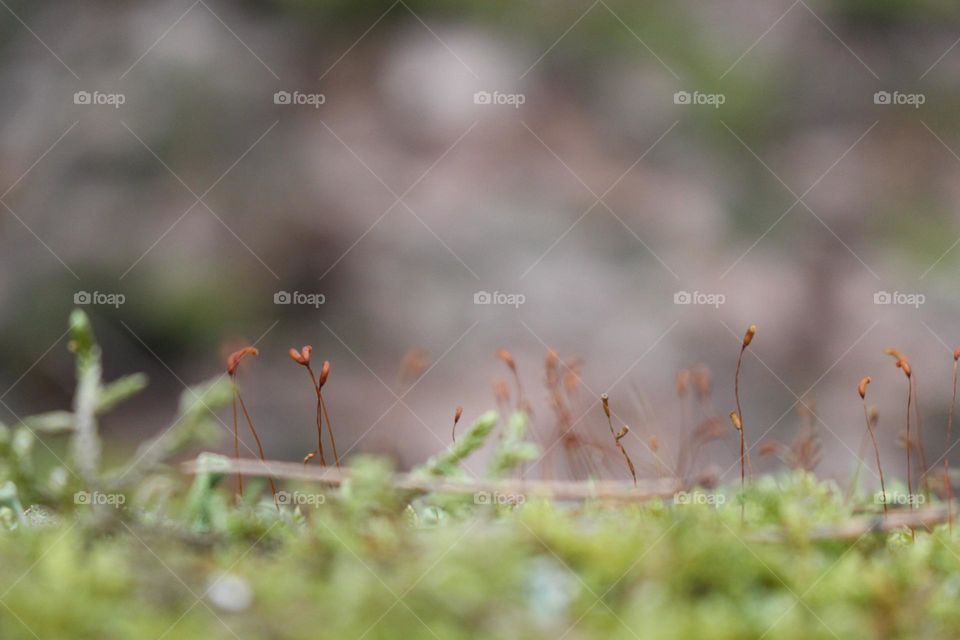 Macrophotography of Moss with Bokeh  Effect

Close Up of Moss on the Forest Floor