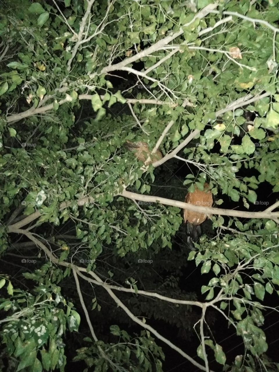 chicken rest on tree