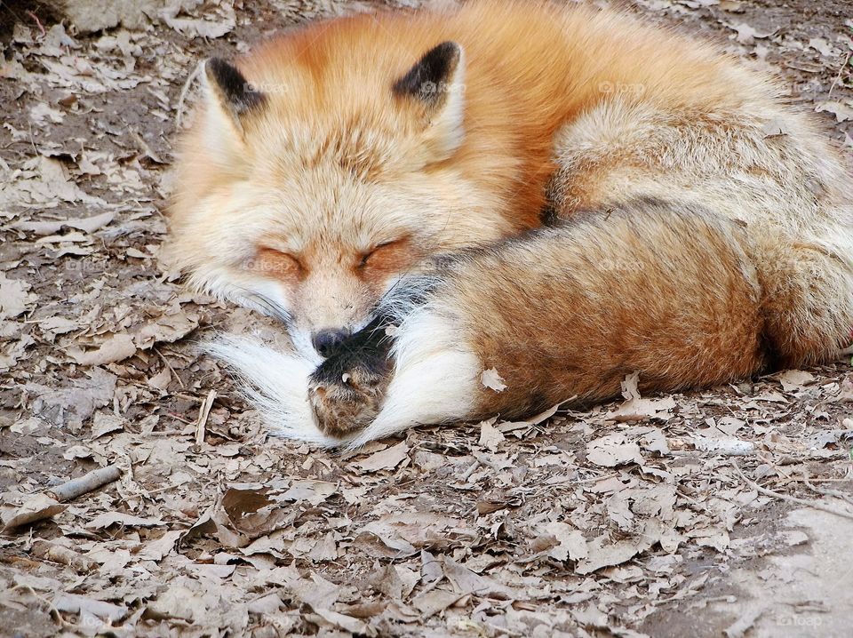 Sleepy Orange Fox