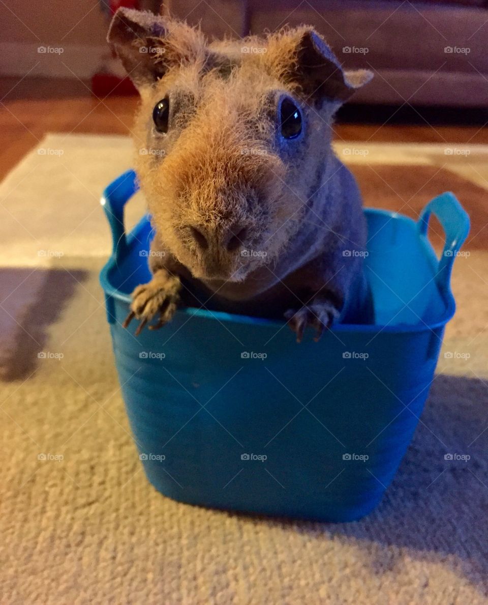Hairless guinea pig in plastic bucket
