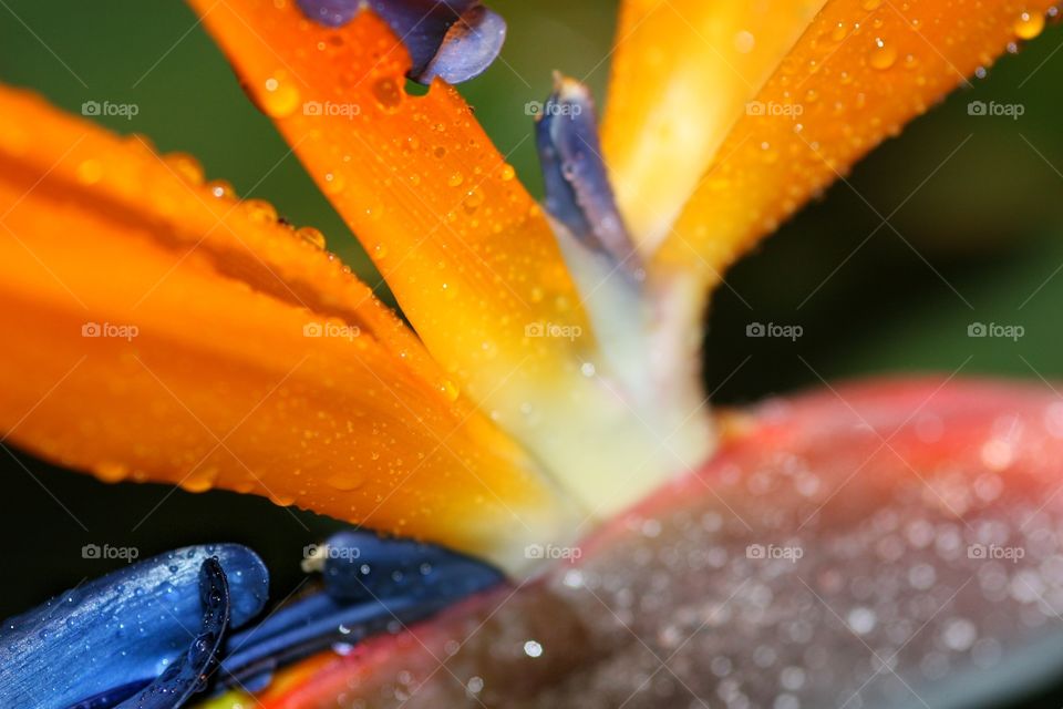 Showing off the Bird of Paradise in detail with rain drops
