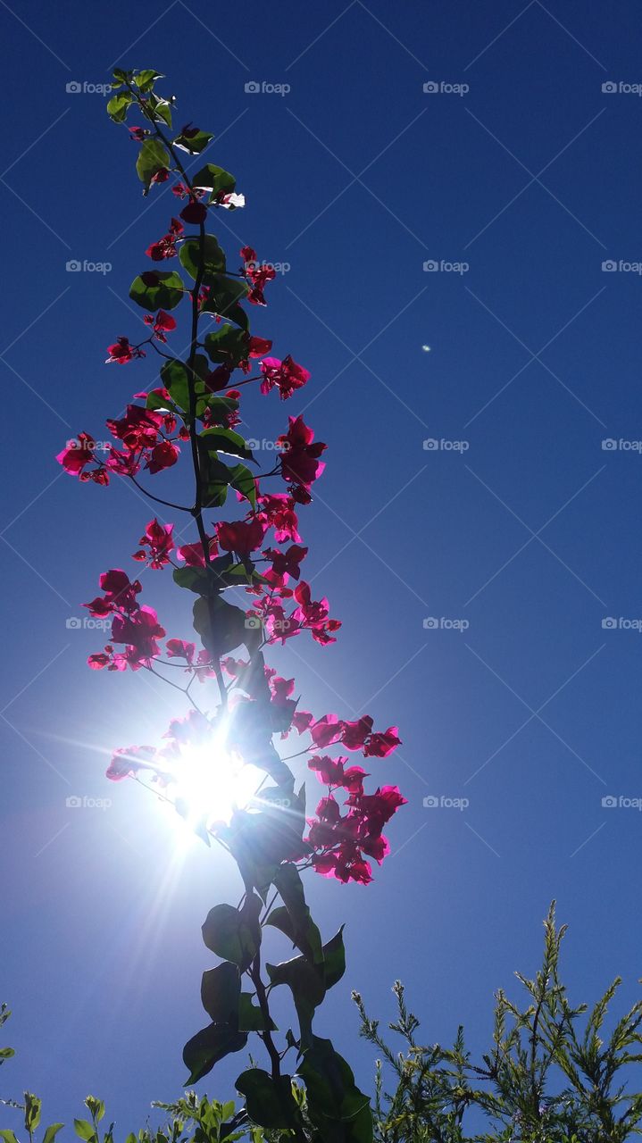 A flowered branch lit by the daylight sun under a clear blue sky