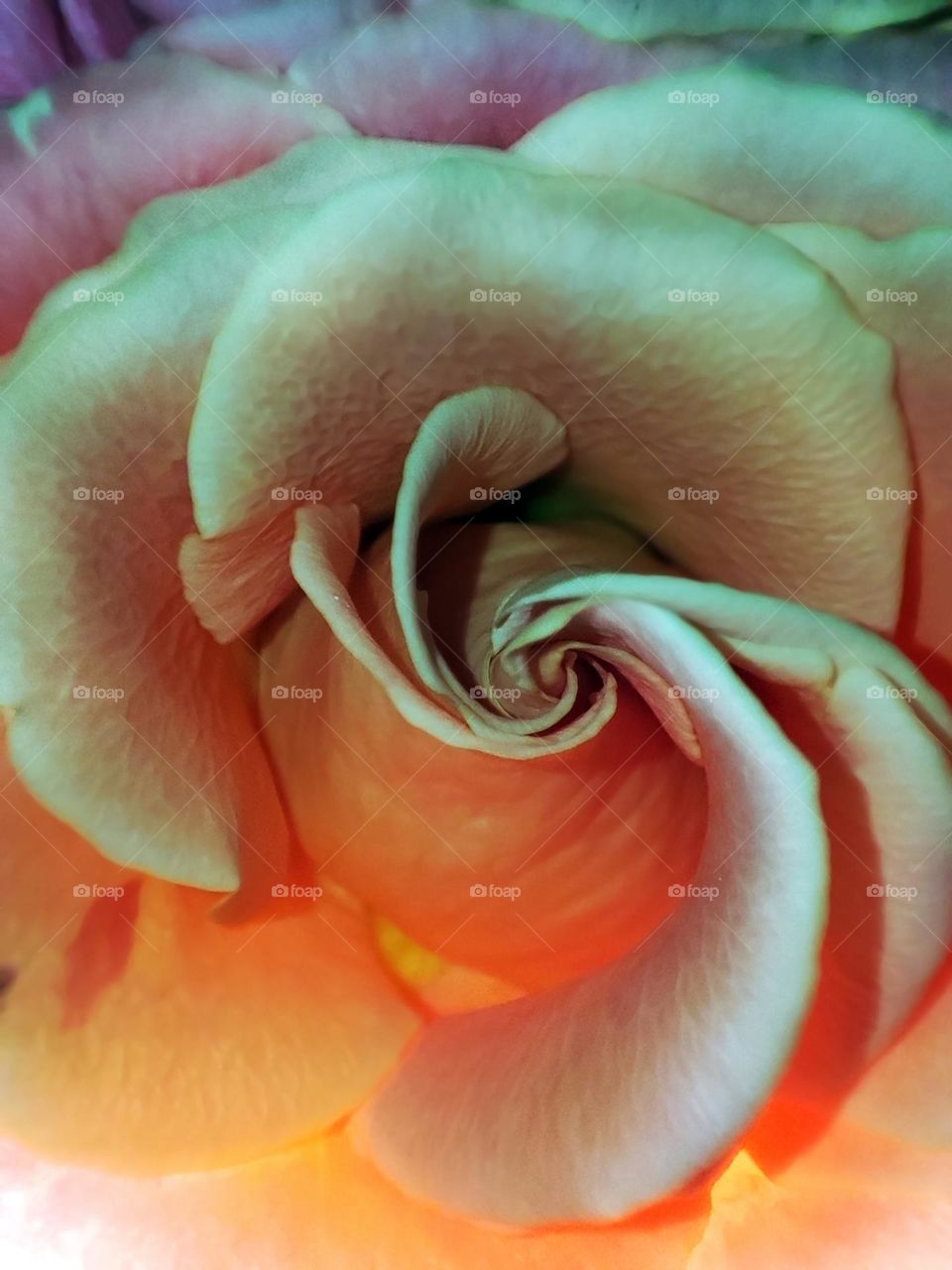 Macro photo of a flower growing in the garden