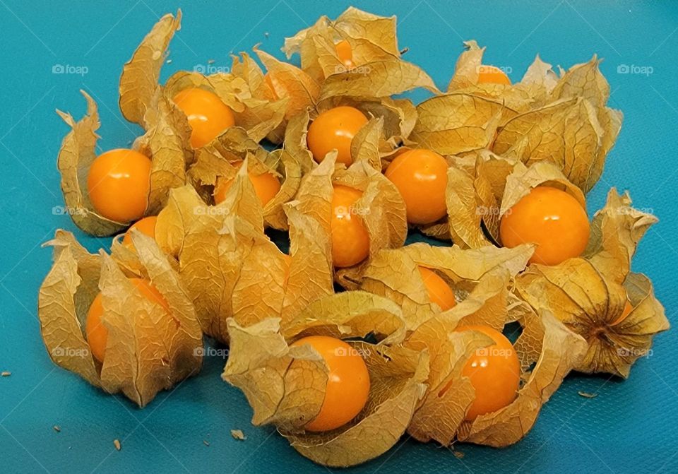 Physalis