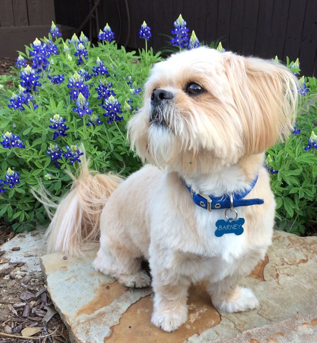 Barney the Shih Tzu