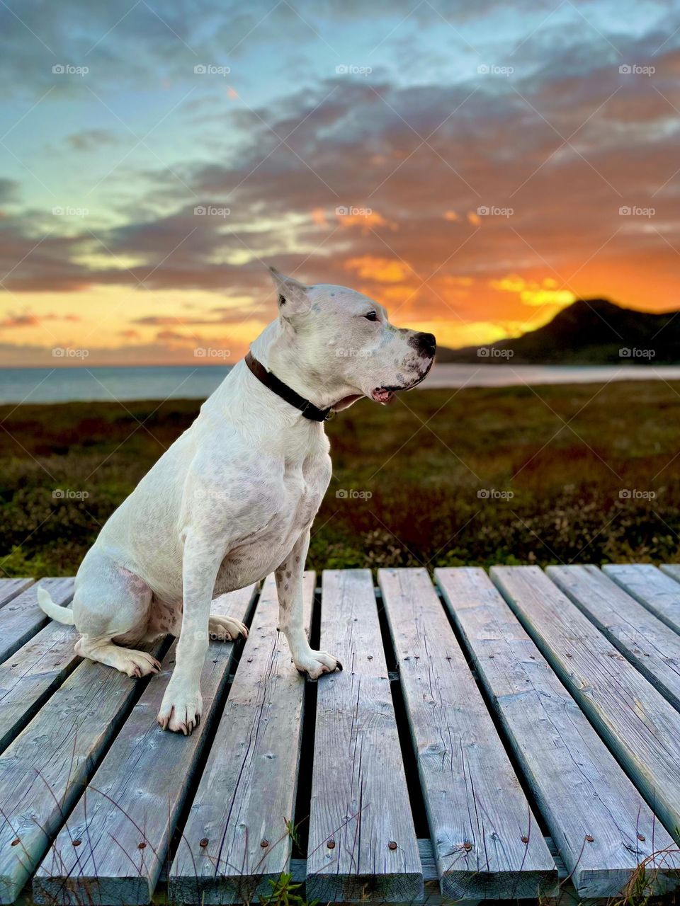 Lucian the Dogo Argentino - the best dog in the world 